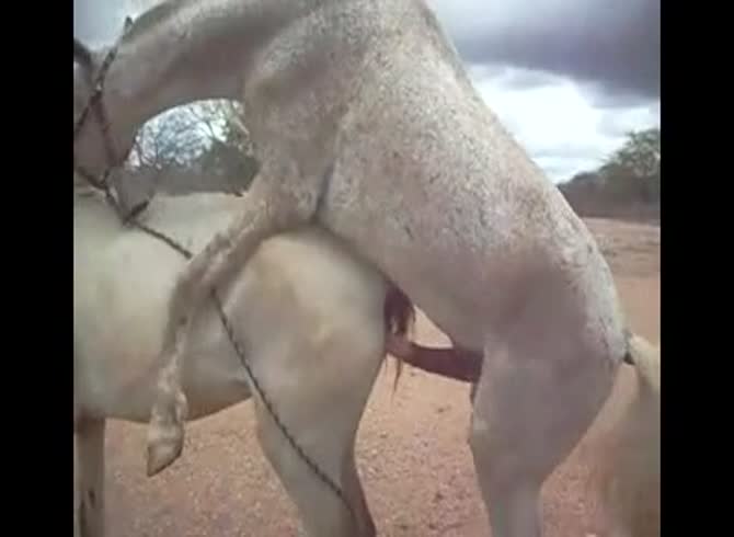 Horse vagina orgasm